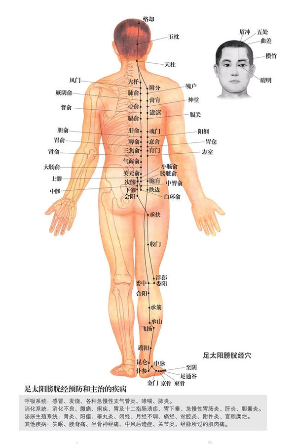 Traditional Chinese meridian and acupoint chart for Chinese Tui Na massage